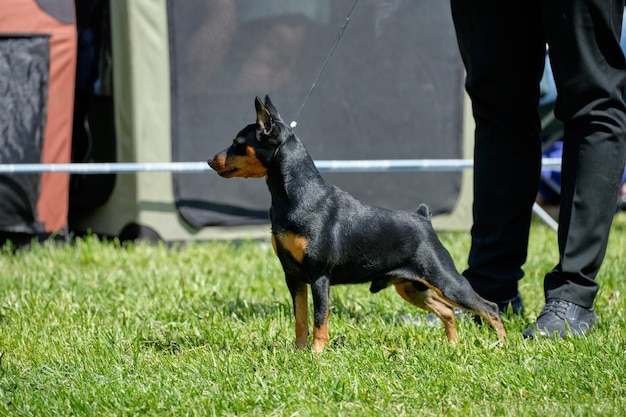 Cute miniature pinscher in the rack side view