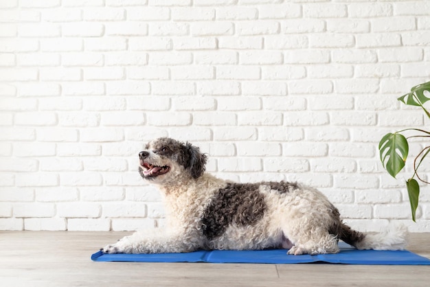 Cute mixed breed dog lying on cool mat looking up on white\
brick wall background