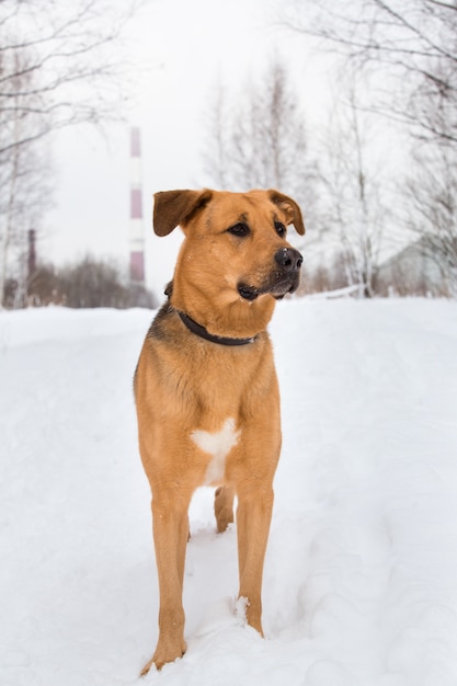 外のかわいい雑種犬。雪の中で雑種