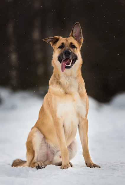 外のかわいい雑種犬。雪の中の雑種