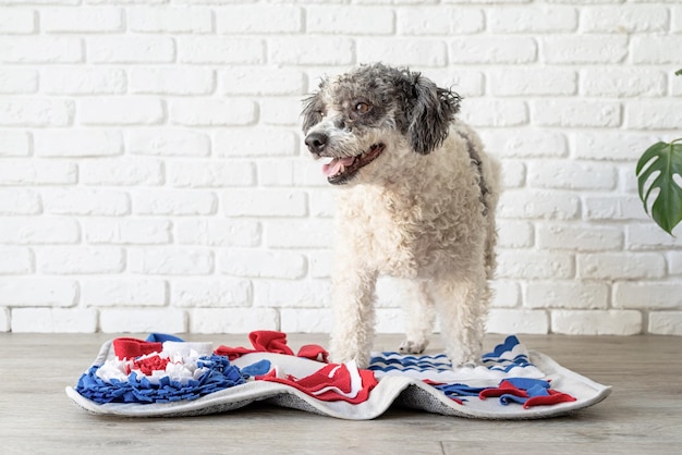 Cute mixed breed dog playing with washable snuffle rug for hiding dried treats for nose work Intellectual games with pet