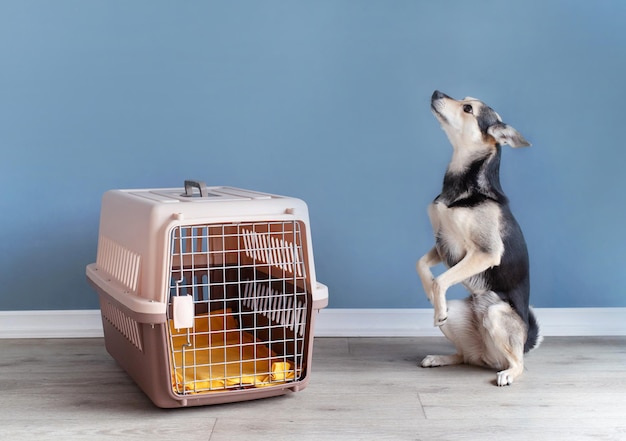 Cute mixed breed dog sitting by travel pet carrier blue wall\
background