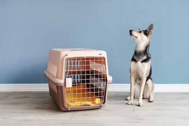 Cute mixed breed dog sitting by travel pet carrier blue wall\
background