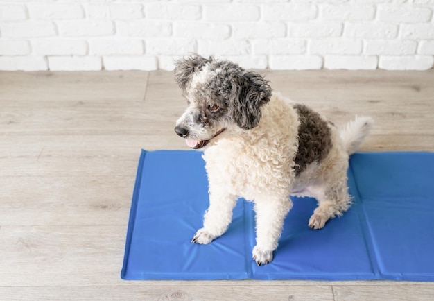 Симпатичная собака смешанной породы сидит на прохладном коврике и смотрит вверх на фоне стены из белого кирпича