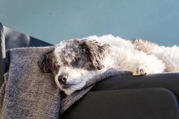 ソファの上のリビングルームで眠っているかわいい雑種犬