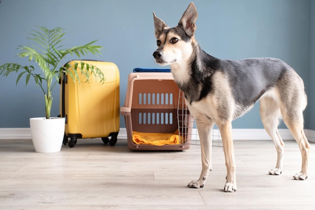 Cute mixed breed dog standing by travel pet carrier blue wall\
background