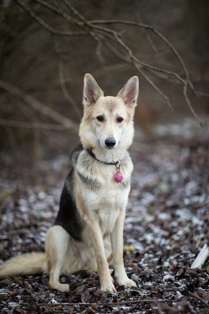 cute mixed breed husky dog sitting on winter meadow