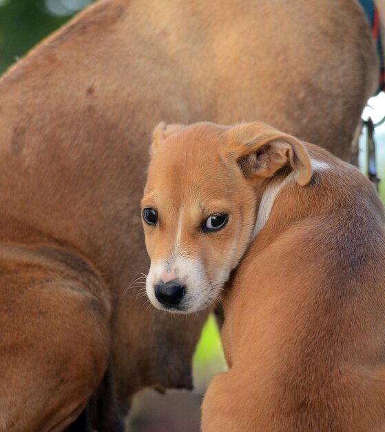 Photo cute mixed puppies of amstaff dog animal theme