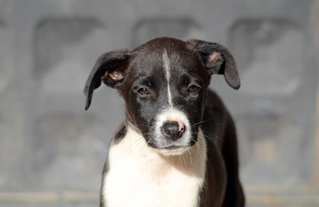 Photo cute mixed puppies of amstaff dog animal theme