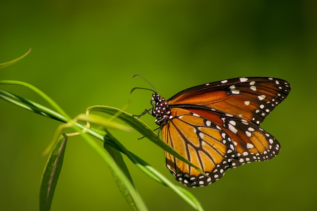 cute monarch butterfly posing on a branch