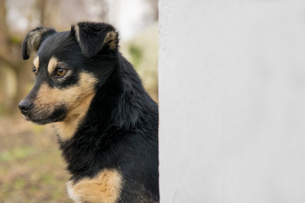 Cute mongrel dog outdoors. Closeup of black mixed breed doggy near wall 