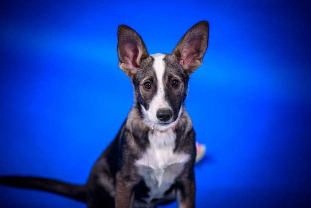 Cute mongrel dog. Portrait.