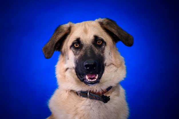 Photo cute mongrel dog. portrait.