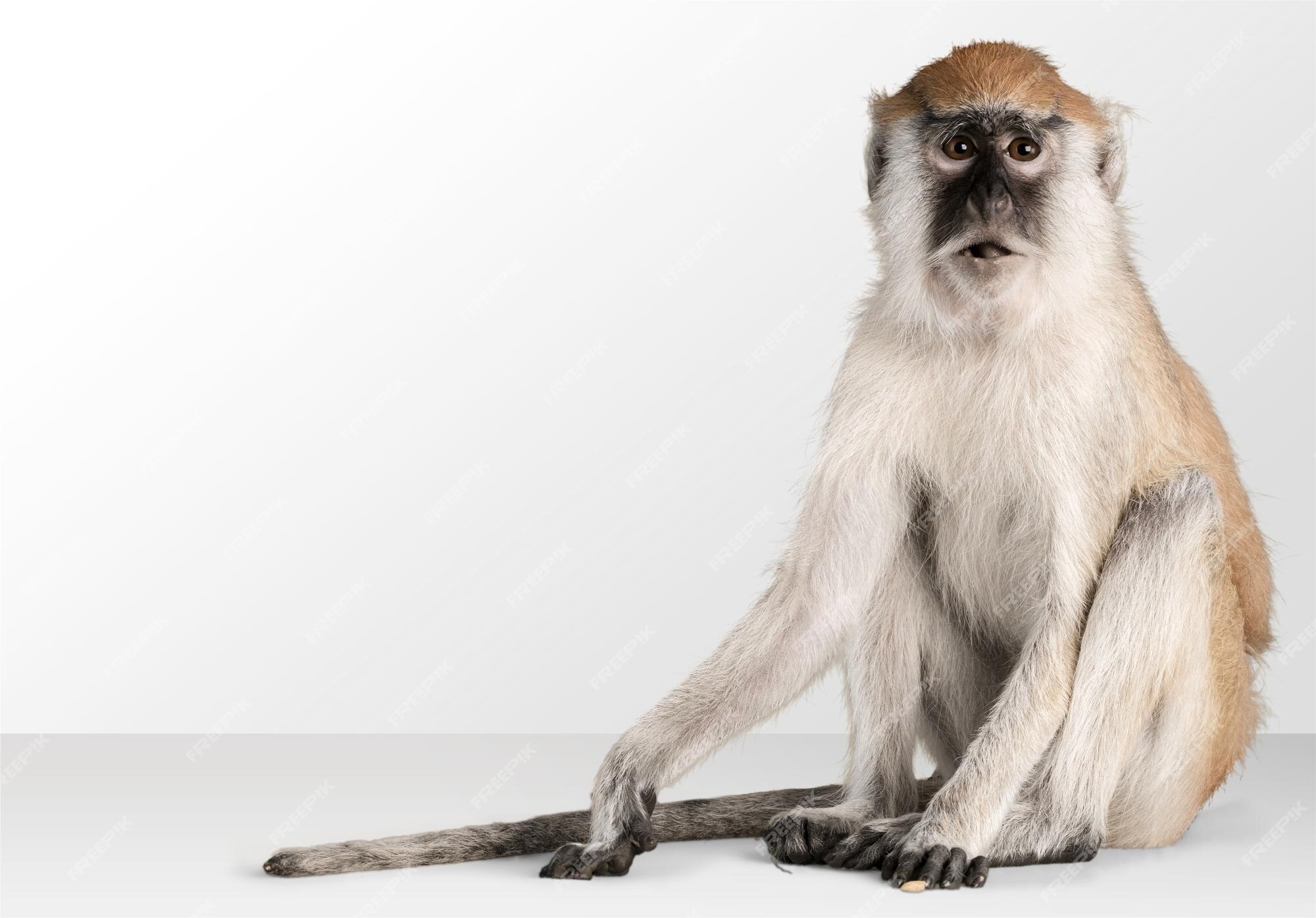 Premium Photo | Cute monkey animal isolated over white background