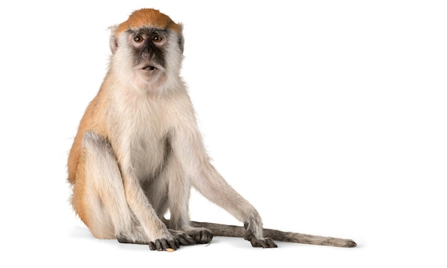 cute monkey animal isolated on white