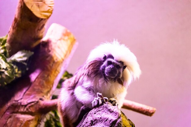 Cute monkey sitting in cage on farm