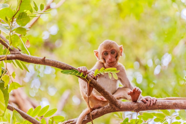 사진 귀여운 원숭이 귀여운 원숭이는 자연의 숲에 산다.
