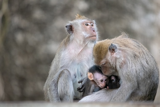 Famiglia di scimmie carine.