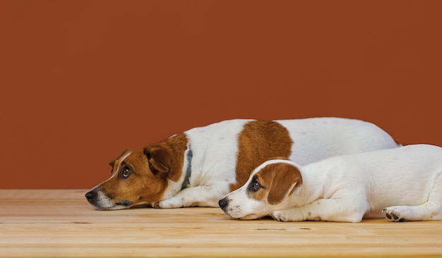 Cute mother and her puppy jack russel terrier dog