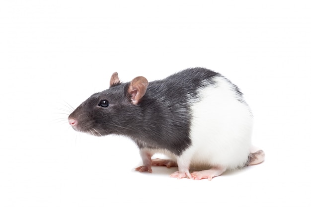 Cute mouse or rat isolated