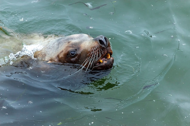 Foto un simpatico leone marino baffuto nuota nell'acqua sporca