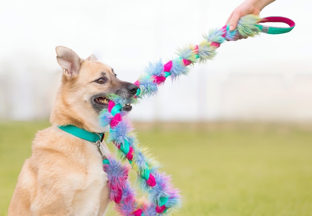 Foto cuccino cattivo che gioca con giocattoli colorati concetto di cane che gioca scuola cinologica e adozione di cane