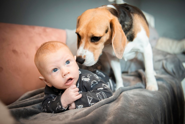 Photo cute newborn baby boy laying with a beagle dog on a couch pet for newborn concept