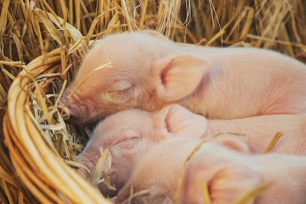 Cute newborn piglets sleep in a basket