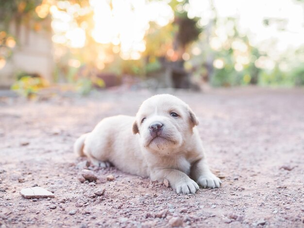 Cute newborn puppies lying on the ground in the garden Thai puppy