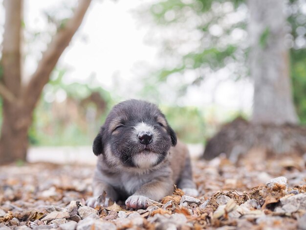 정원에서 바닥에서 잠을 자는 귀여운 신생 강아지 태국 강아지