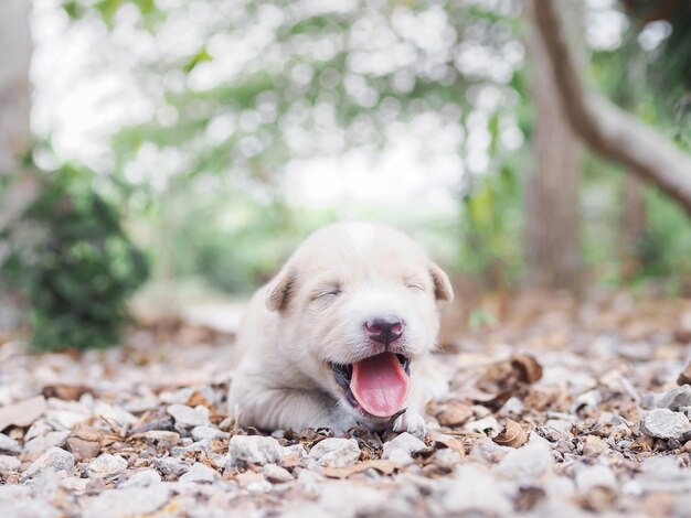 정원에서 바닥에서 잠을 자는 귀여운 신생 강아지 태국 강아지