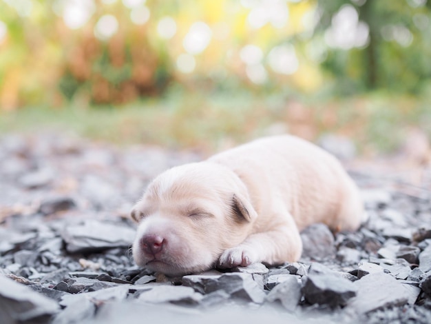 Cute newborn puppies sleeping on the ground Thai puppy