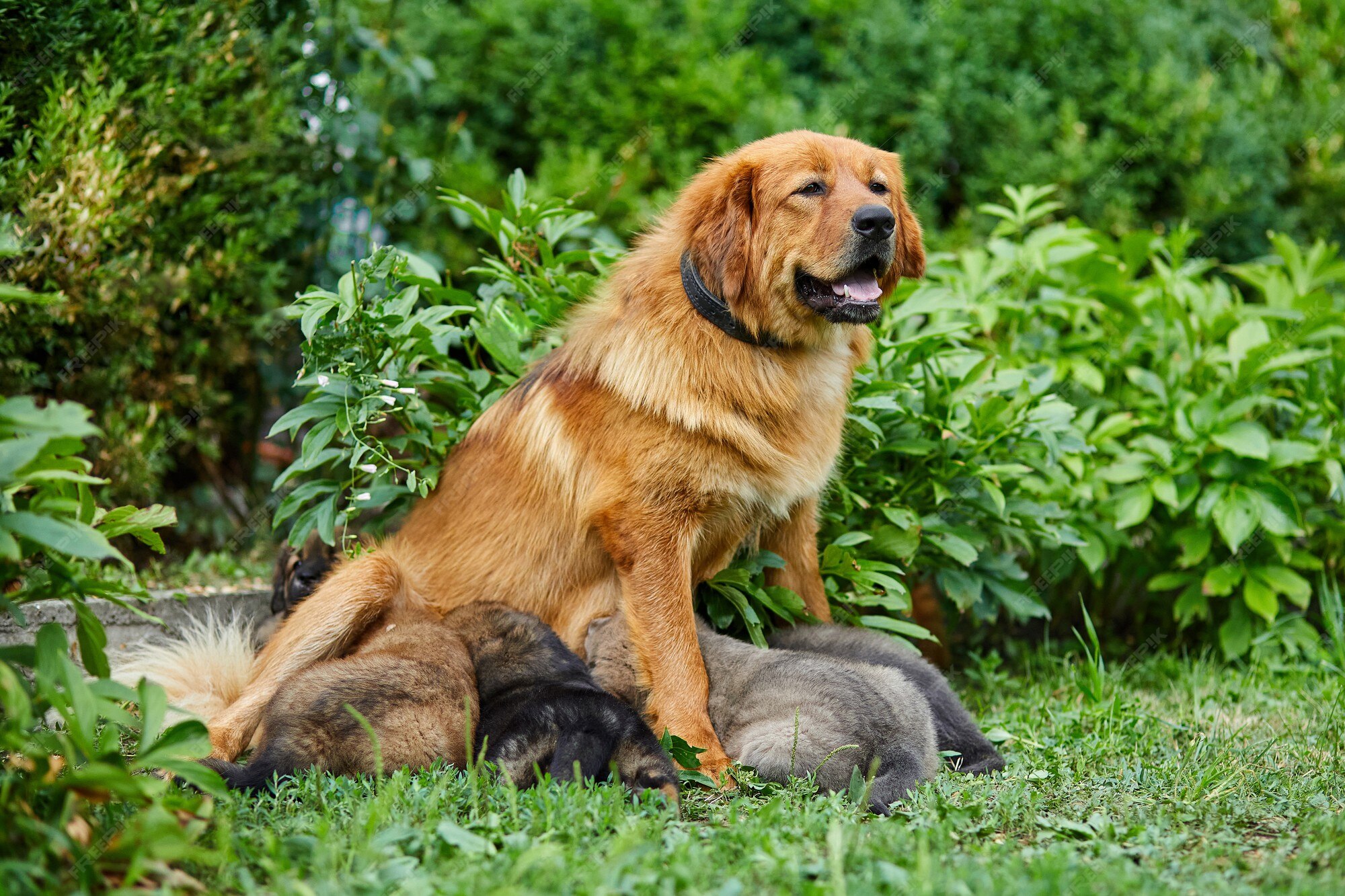 Can You Milk A Female Dog