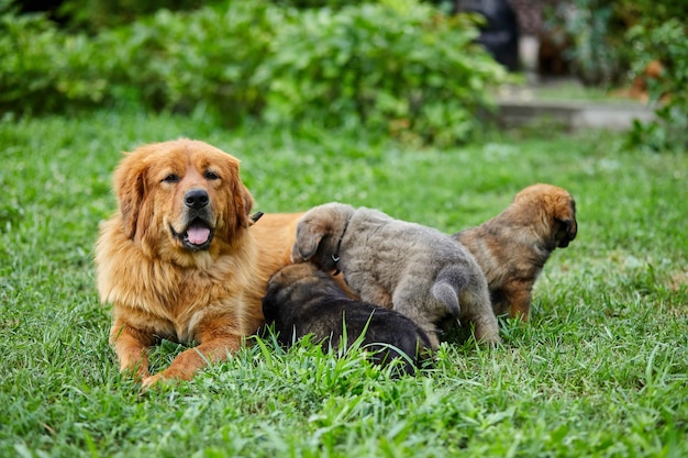 Cute Newfoundland puppies sucking breast with milk from his mothers, lying on the green grass, Dog breastfeeding, Female dog with puppies.