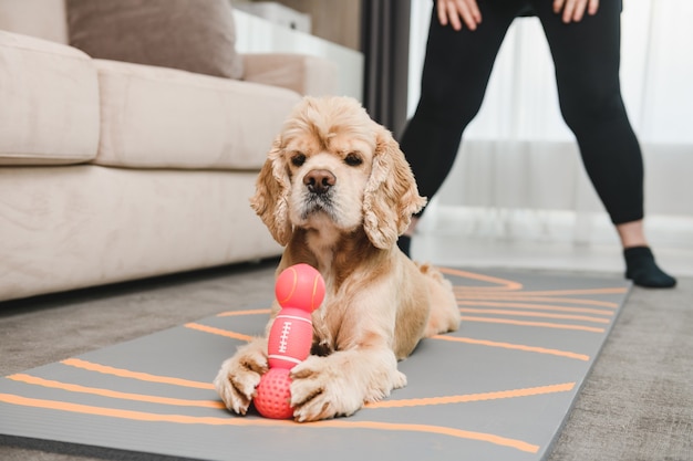 Cute obedient cocker spaniel pet lying at living room carpet\
with proud muzzle and catch pink rubber dog toy, home training