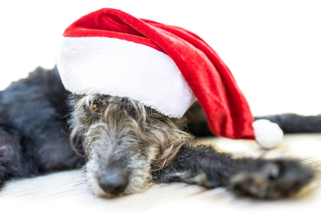 Cute old black dog with christmas hat resting on porch.