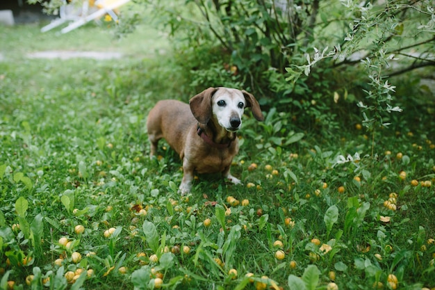 Cute oldy dachshund standing in green meadow in summer