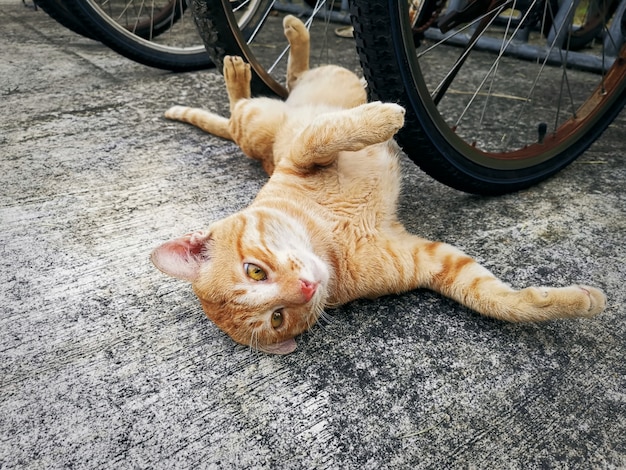 카메라를보고 바닥에 누워 귀여운 오렌지 고양이