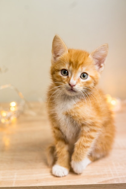 Cute orange kitten on a white background. High quality photo