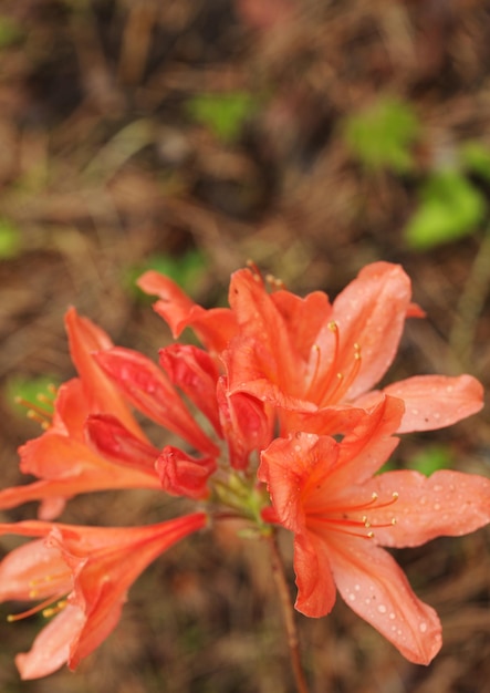 Cute orange lily flowers