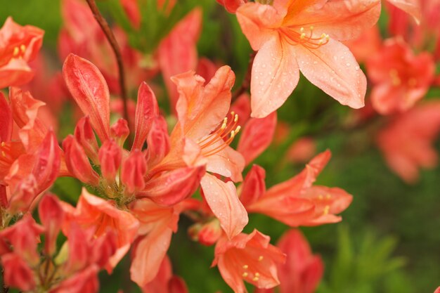 Cute orange lily flowers