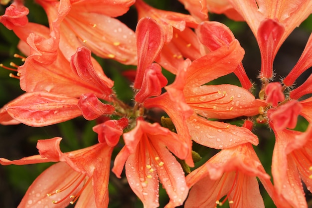 Cute orange lily flowers