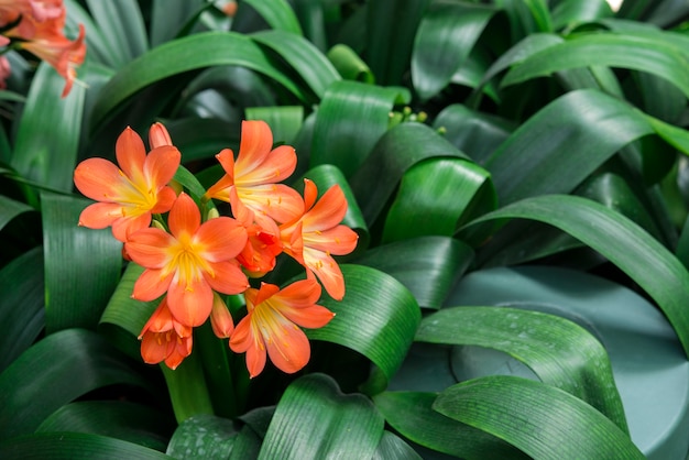 写真 かわいいオレンジユリの花