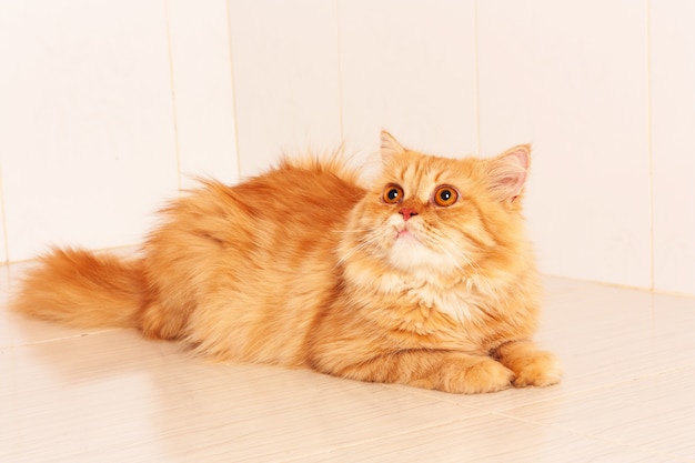 Cute orange persian cat