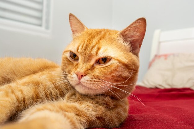 cute orange tabby cat that is sleeping on the bed