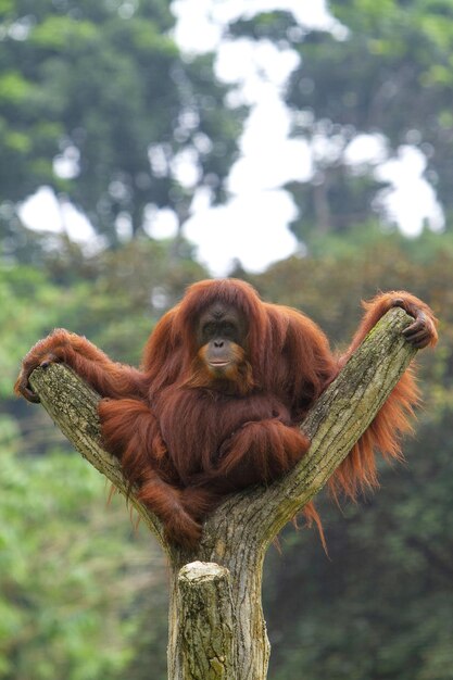 Photo cute orangutan