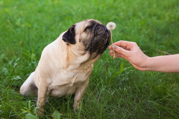 Cute overweight pug dog with owner outdoors