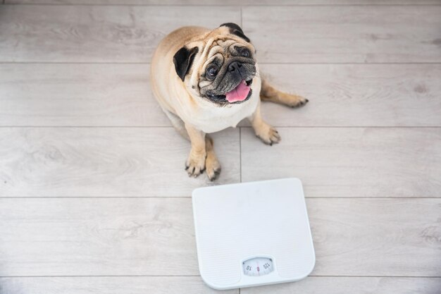 Photo cute overweight pug on floor with weight scale at home