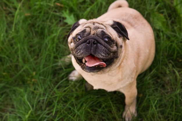 Cute overweight pug on green grass