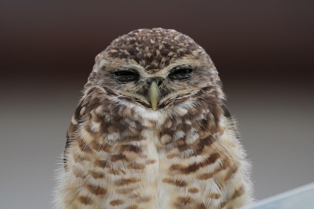 Photo cute owl sleeping